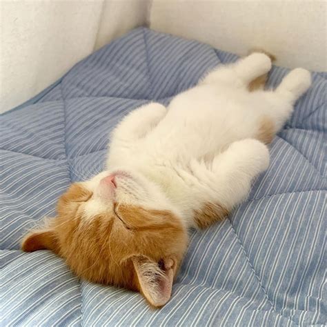 16+ Funny Sleeping Cat - ConnellyIsac