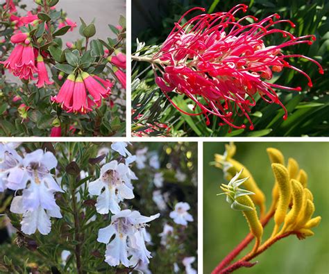 A guide to caring for Australian native plants | Flower Power