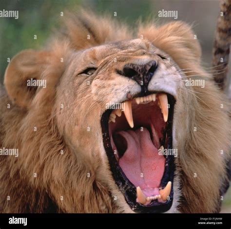 Close-Up of Lion Roaring Stock Photo - Alamy