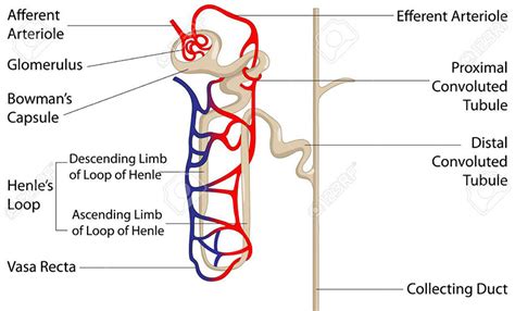 Distal Convoluted Tubule Diagram