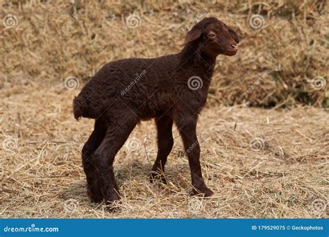 Cute Little Lamb Playing Outdoors. Newborn Baby Lamb Animal Stock Image ...