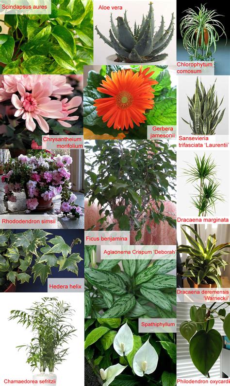 Plants & Flowers » indoor plants