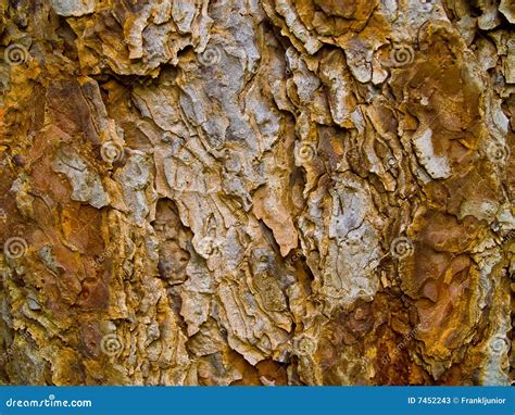 Evergreen Tree Bark Background Stock Image - Image of background ...