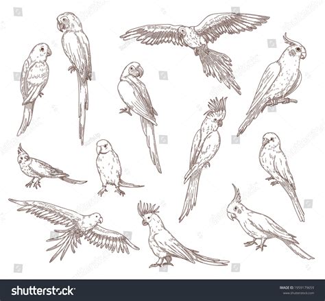 Pencil Drawing Parrot Photos, Images & Pictures | Shutterstock