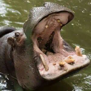 7 Incredible Hippo Teeth Facts You Didn't Know