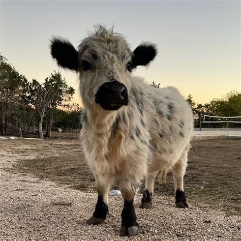 Mini Highland Cattle Herd - HHCC the Gold Standard in Silver Dun