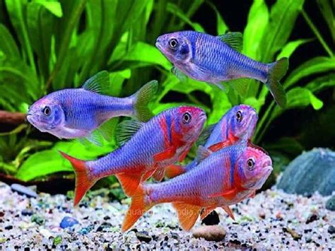 Red Shiner Fish | Aquarium Fish India