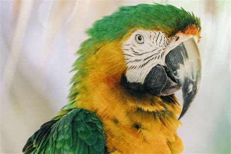 Types of Macaw Hybrids and Crosses