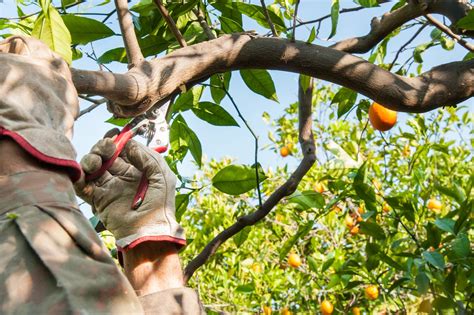 Tips For Trimming Citrus – Learn How To Prune A Citrus Tree | Gardening ...