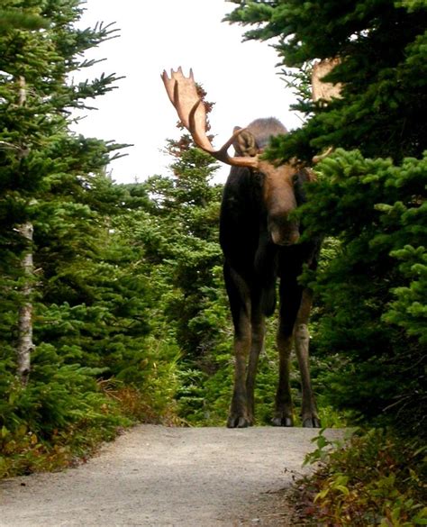 Large Moose Photograph by Brian Chase - Pixels