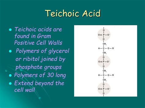 PPT - Prokaryote Cell Structure and Function PowerPoint Presentation ...