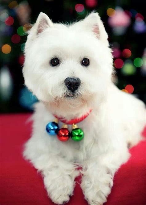 Beautiful Christmas Westie! | Everything Westie Terrier | Pinterest