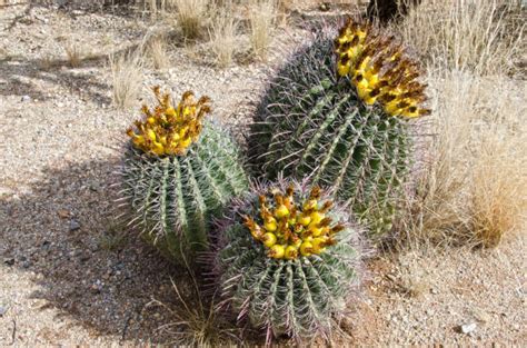 610+ Barrel Cactus Fruit Stock Photos, Pictures & Royalty-Free Images ...