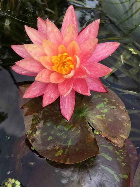 Wanvisa Hardy Peach Water Lily - Floating Plant Islands - Hydrosphere ...