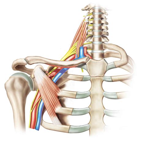 Brachial Plexus: Anatomy, Function, and Treatment