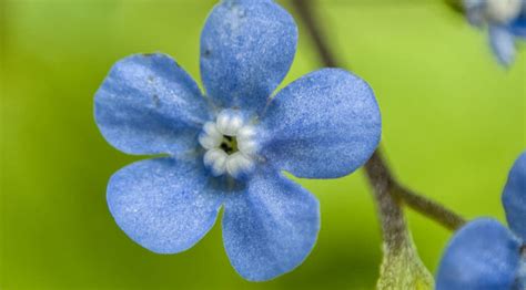 Hand-held Macro Flower Images - Small Sensor Photography by Thomas Stirr