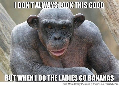 25 Funny Monkey Memes You'll Totally Fall In Love With - SayingImages.com