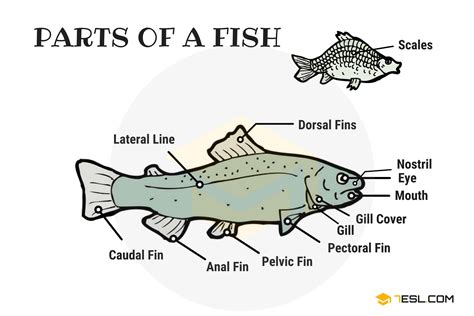 Parts of a Fish in English with Pictures • 7ESL