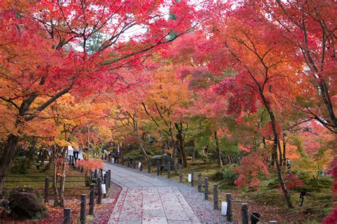 Kyoto Autumn Leaves - When to Go and Best Places to Visit ...