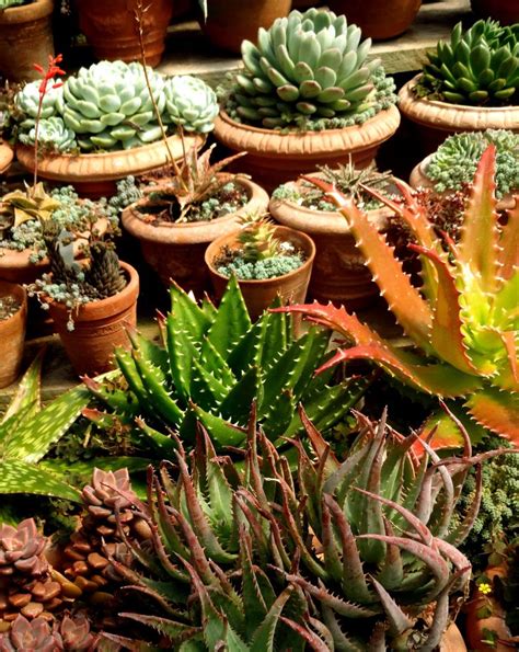 119 best Desert plants images on Pinterest | Succulent gardening ...