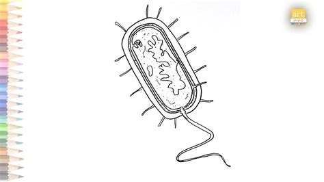 Bacteria Diagram