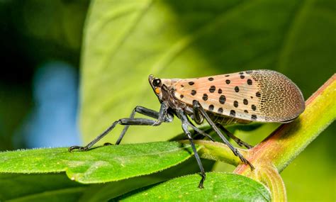 Spotted lanternflies damage young maple trees - Earth.com