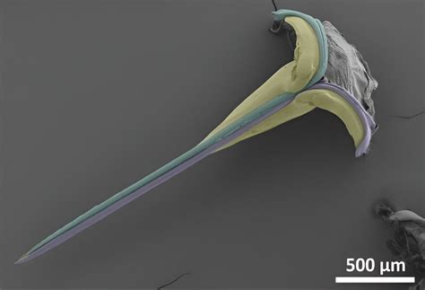 Deconstructing the bee stinger to develop tiny, bio-inspired medical ...