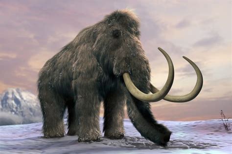 Scientists Are Close to Cloning a Woolly Mammoth