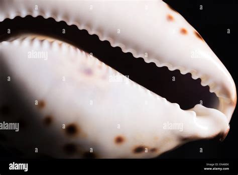 Sea snail shell on black background Stock Photo - Alamy