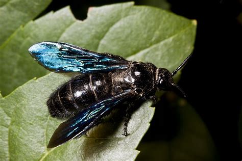 "Blue Winged Wasp" by Colin Ewington | Redbubble