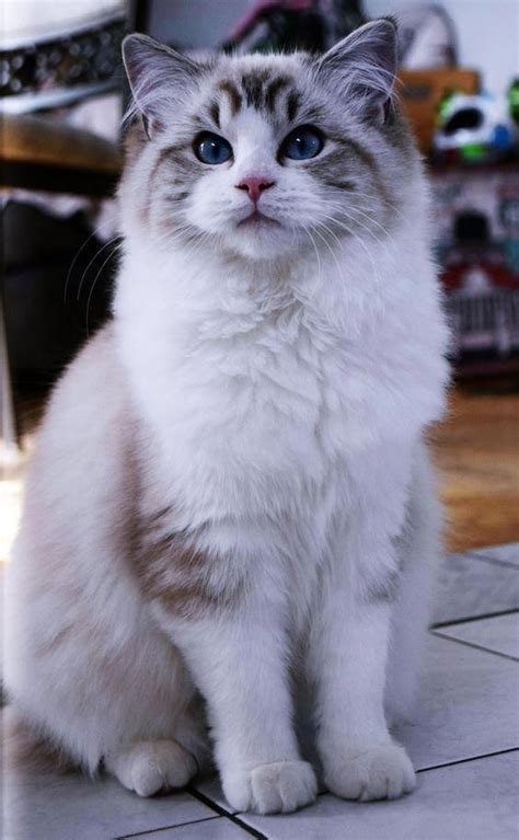 The Ragdoll is a cat breed with blue eyes and a distinct colourpoint ...