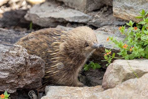 A Short Beaked Echidna, Tachyglossus Aculeatu, Also Known As the Spiny ...