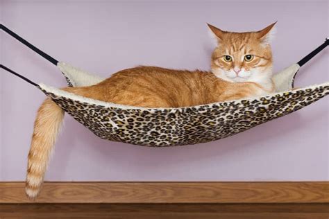 Extra Large Cat Hammock - Photos All Recommendation