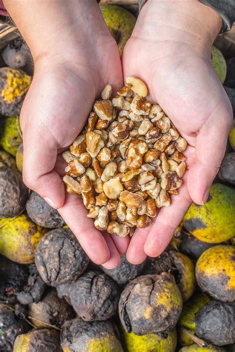 Growing Black Walnut Trees - Hammons Black Walnuts