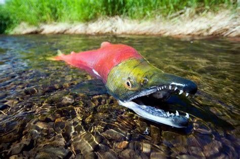 Sockeye salmon - Stock Image