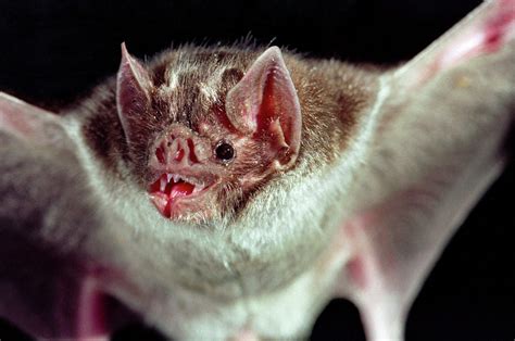 Blood-sucking vampire bats have Texas officials concerned