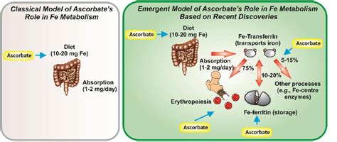 Does Vitamin C Help Iron Absorb