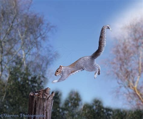 Squirrel jumping photo WP10011