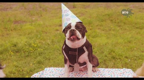 Happy Birthday Dog GIF - Find & Share on GIPHY