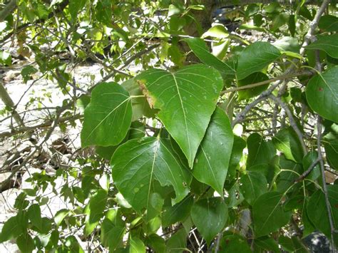 Identify the Cottonwoods - Trees in the Willow Family