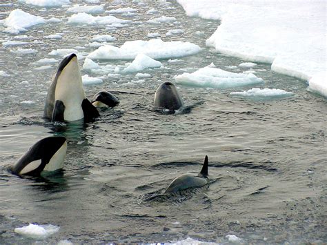 Multimedia Gallery - Killer whales in McMurdo Sound, Antarctica | NSF ...