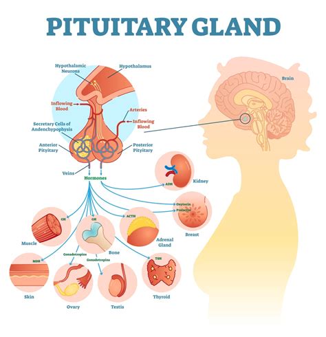 The Pituitary Gland - Solution Parmacy