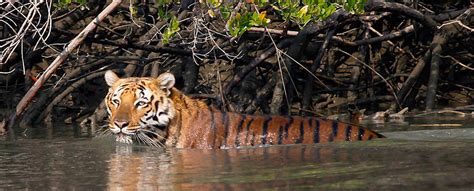 Great Way Why Should You Visit Sundarban National Park | Royal ...