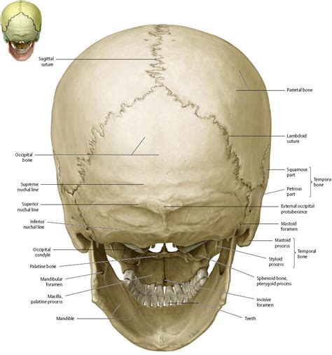 Human Skull Posterior View