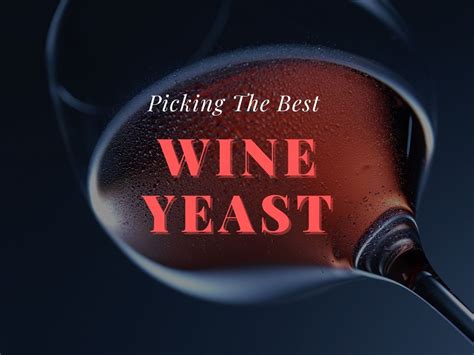 Complete Guide To Wine Yeast