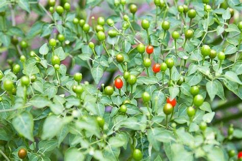 Chiltepin Pepper Seeds,Desert Tepin "Mother Of All Peppers, Capsicum ...