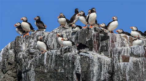 What Does Bird Poop Look Like - AnimalsPick