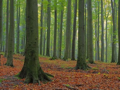 The ancient beech forests of Germany represent one of Europe's purest ...