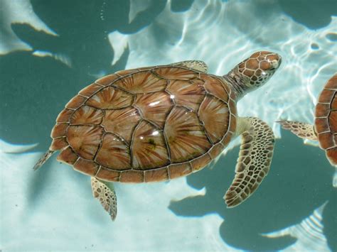 Baby Sea Turtles Free Photo Download | FreeImages