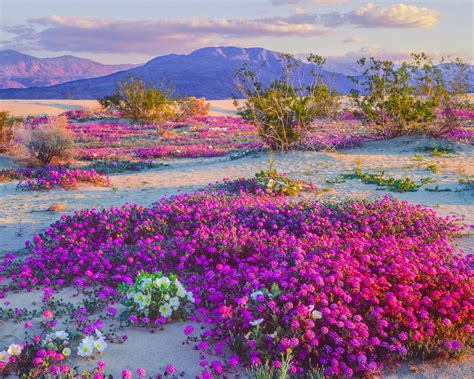 This desert in the Southwest is experiencing a wildflower ‘superbloom ...